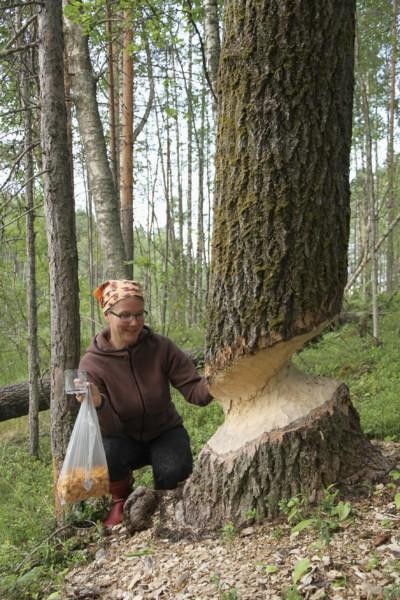 Sienestäjä majavan syömän paksun puunrungon vieressä.