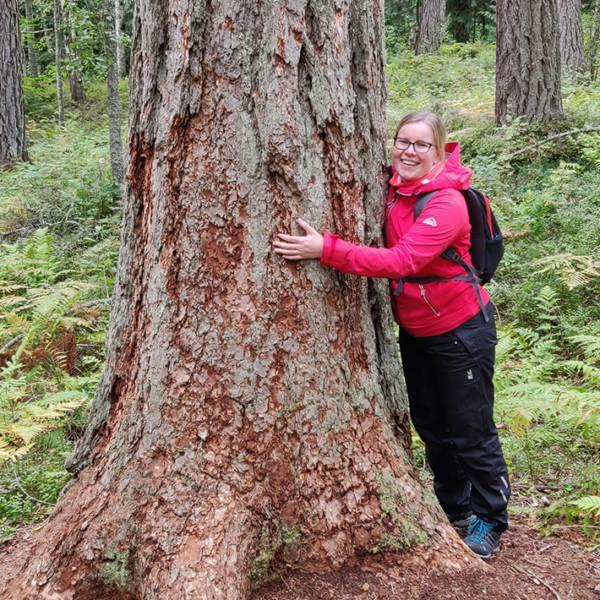 Tyttö ulkoiluvaatteissa halaa paksua euroopanlehtikuusta (Suomen pisin puu), taustalla vehreää maastoa ja lehtikuusten runkoja.